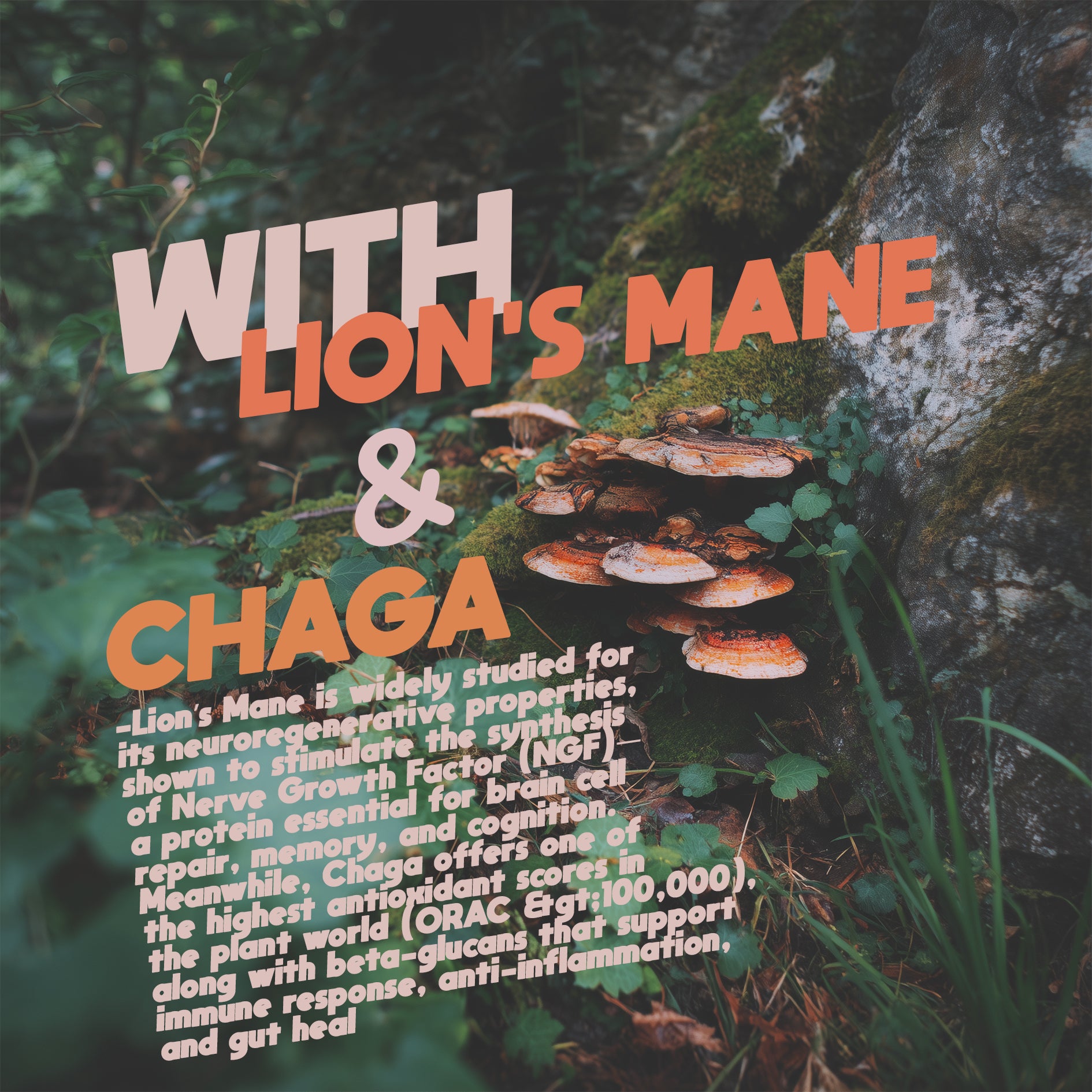 Forest Arcana - Lion’s Mane & Chaga 16oz